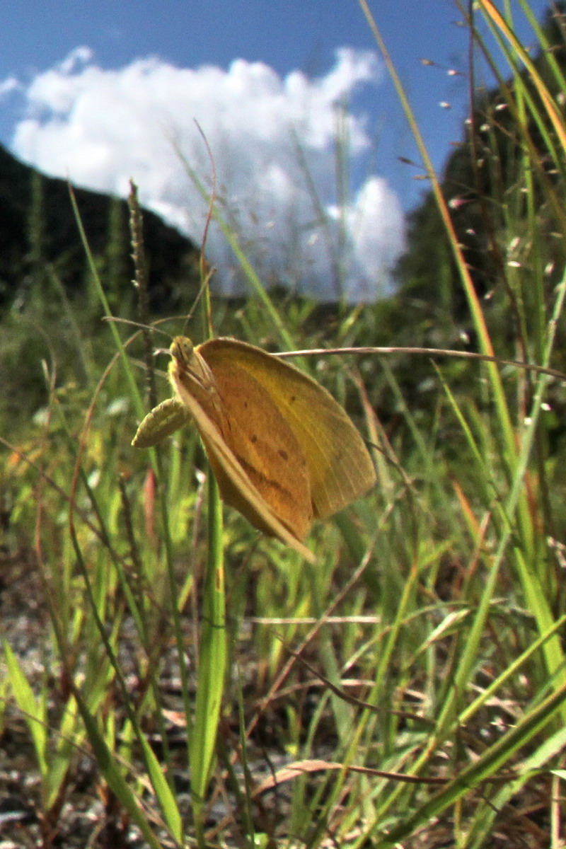 20110918  秋の県南散歩：ウラギンシジミほか_d0090322_19294688.jpg