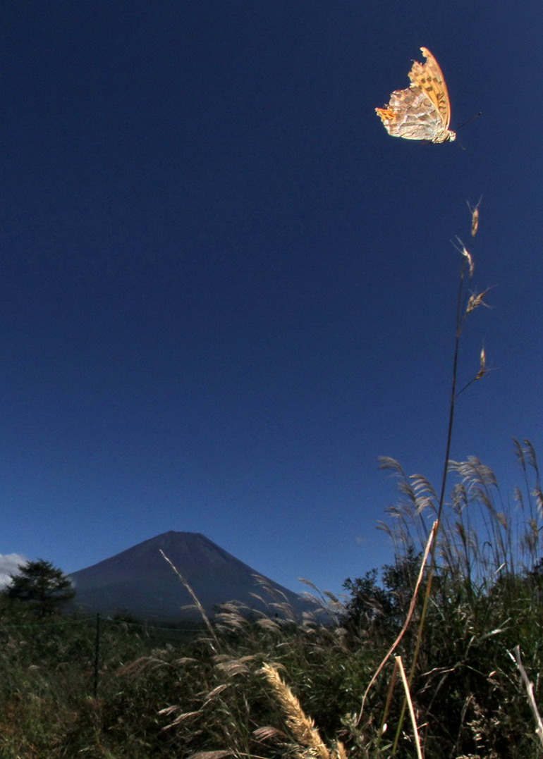 20110918  秋の県南散歩：ウラギンシジミほか_d0090322_19311210.jpg