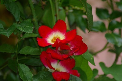 f0170524_15201897.jpg