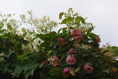 f0170524_15213010.jpg