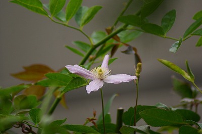 f0170524_15314961.jpg