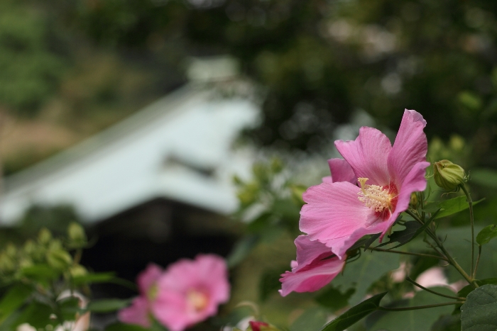 鎌倉散歩　#14 －ハギと彼岸花の寺（宝戒寺、海蔵寺、浄光明寺）－_b0169330_18141325.jpg