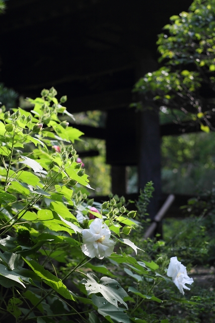 鎌倉散歩　#14 －ハギと彼岸花の寺（宝戒寺、海蔵寺、浄光明寺）－_b0169330_1833329.jpg