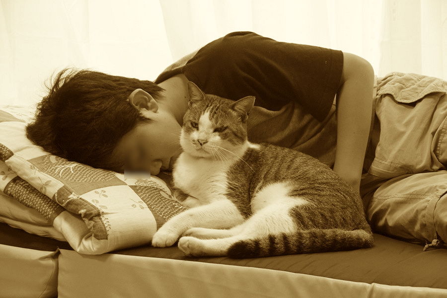 結構毛だらけ猫灰だらけ 2 Complex Cat