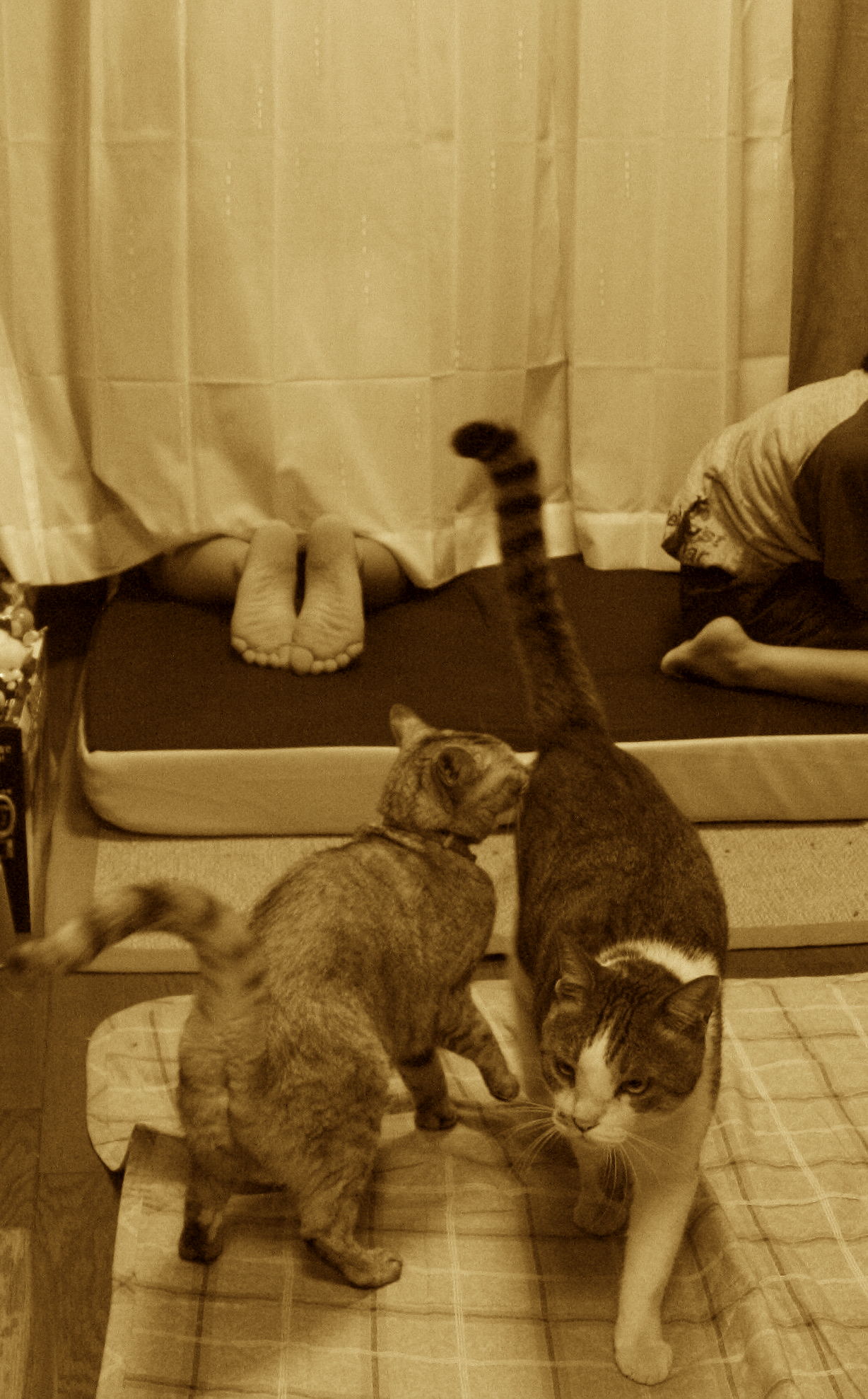 結構毛だらけ猫灰だらけ 2 Complex Cat