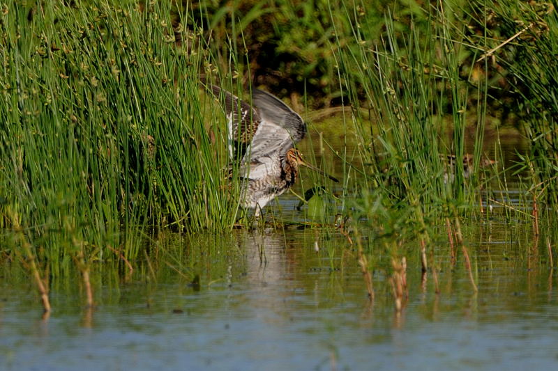 休耕田にて（タマシギ、タシギ、チュウサギ、コサギ）_d0099854_21402561.jpg