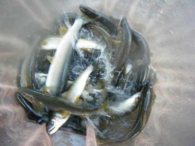 c0176183_22331057.jpg
