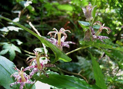 岩湧山の草花　⑤_c0229483_85527.jpg