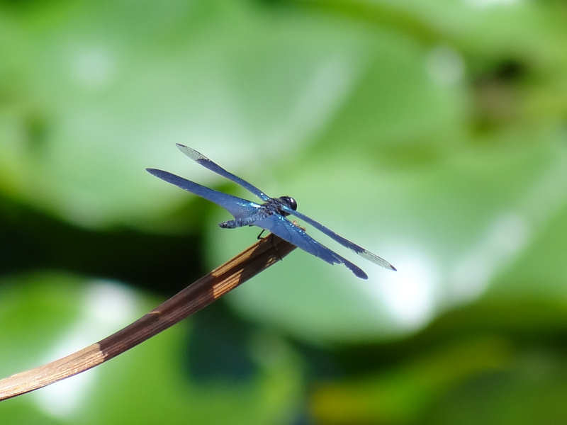 チョウトンボ（舞鶴公園 2011/09/06撮影）_f0204094_20533446.jpg