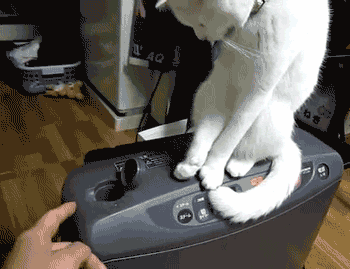 c0072801_1914250.gif