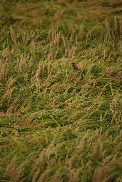 d0001008_820232.jpg
