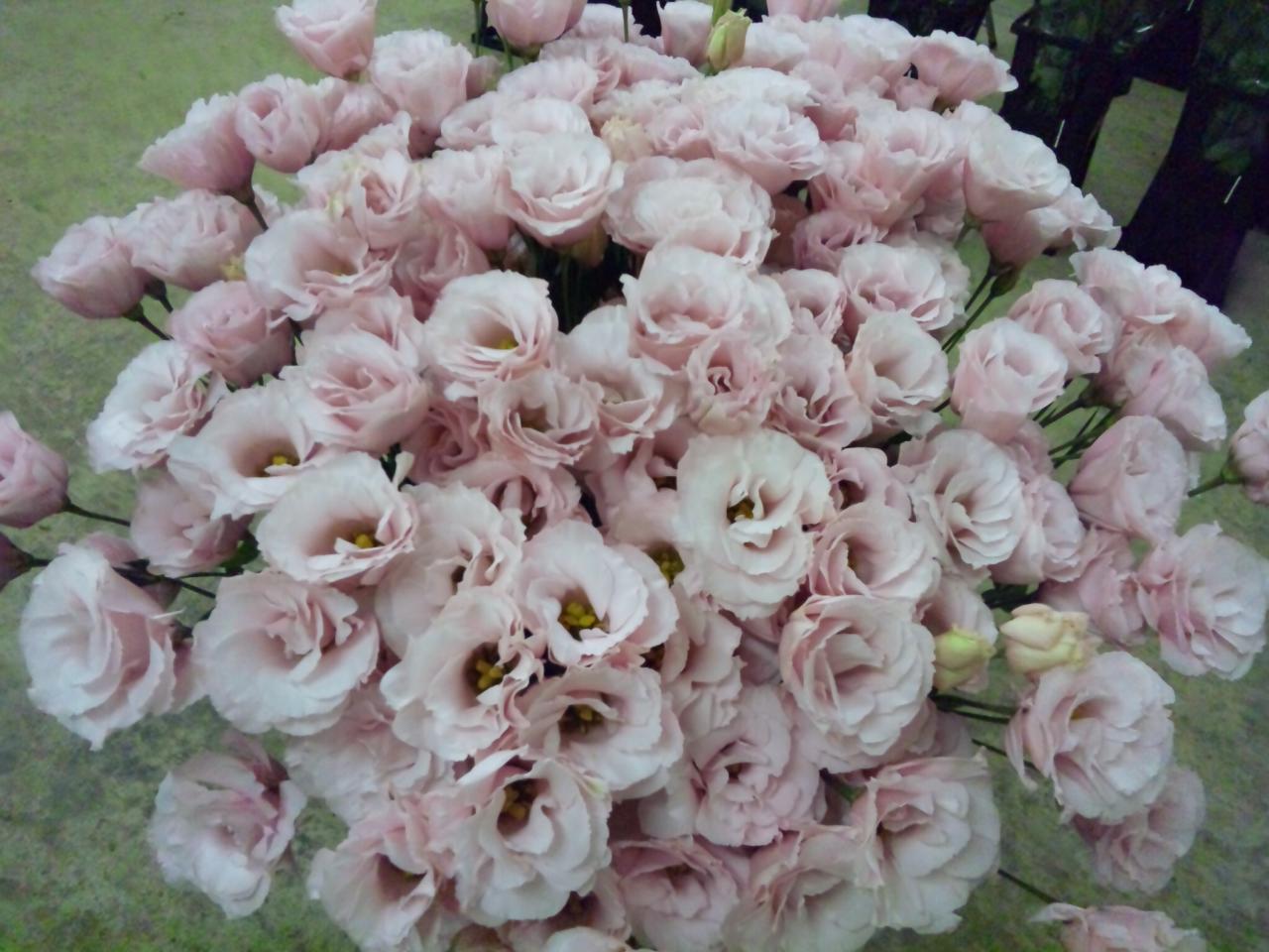 ライトピンク_d0099708_218469.jpg