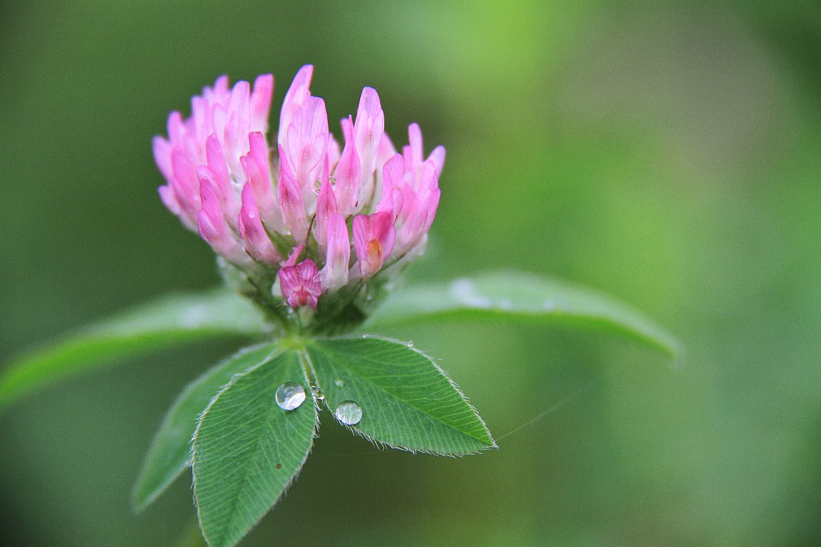 雨あがり_a0032015_19503032.jpg