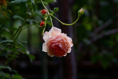 f0170524_17584151.jpg