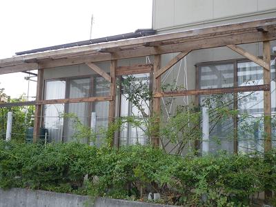 バラのパーゴラ_e0086738_14285989.jpg