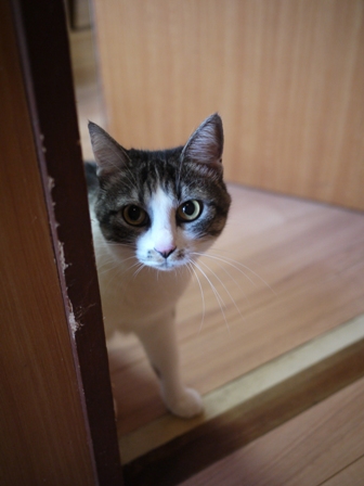 猫のお友だち ミーちゃん編。_a0143140_23113074.jpg