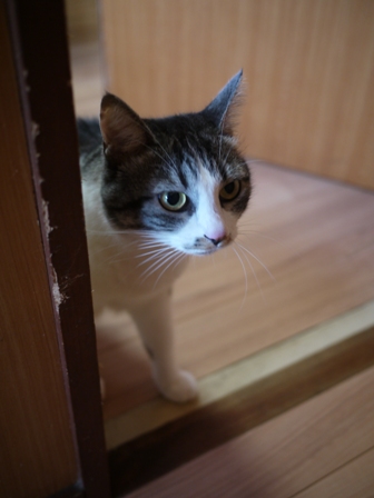 猫のお友だち ミーちゃん編。_a0143140_23121776.jpg