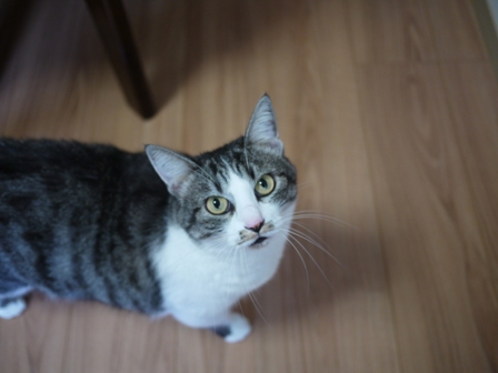 猫のお友だち ミーちゃん編。_a0143140_23131312.jpg
