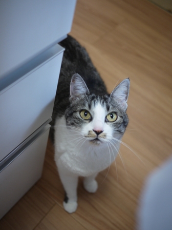 猫のお友だち ミーちゃん編。_a0143140_2314938.jpg