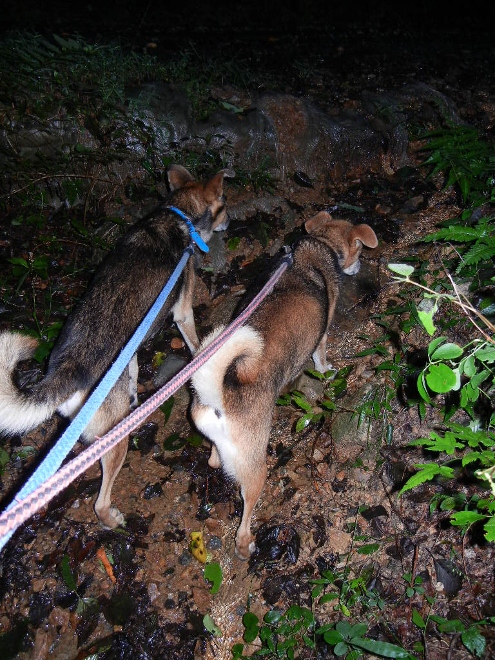 2011年9月20日(火）　また台風_a0216142_22201888.jpg