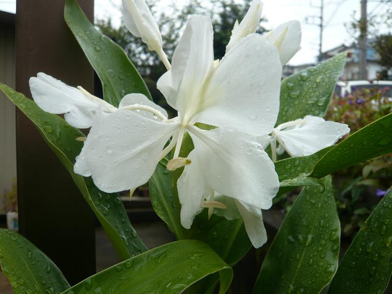 やっと開花しました　ジンジャーの花_c0137444_2133343.jpg