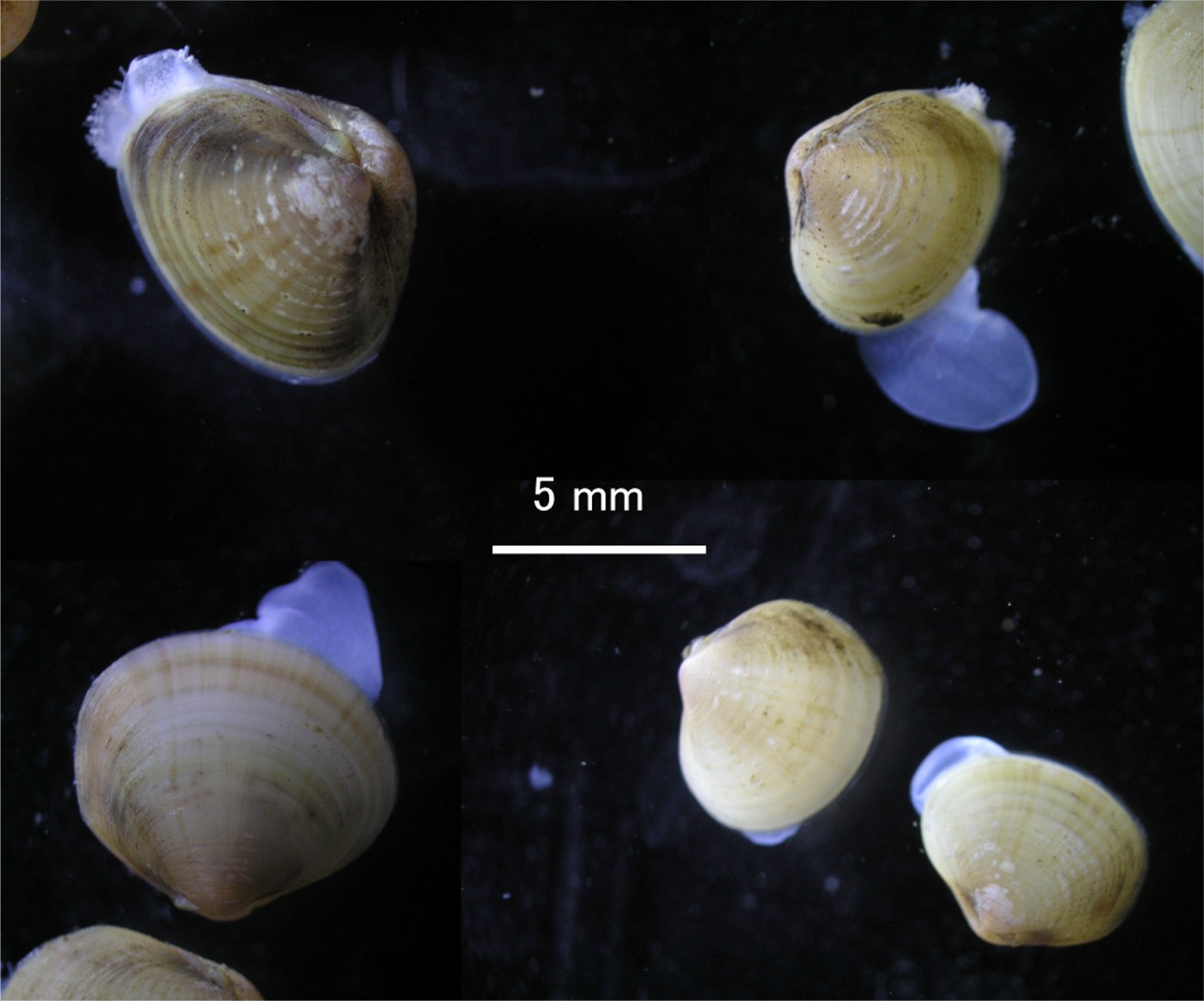 埼玉県の淡水シジミ Beachmollusc ひむかのハマグリ 埼玉県の淡水シジミ Beachmollusc ひむかのハマグリ