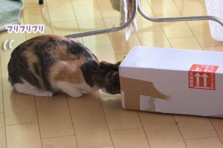a0119470_254864.gif