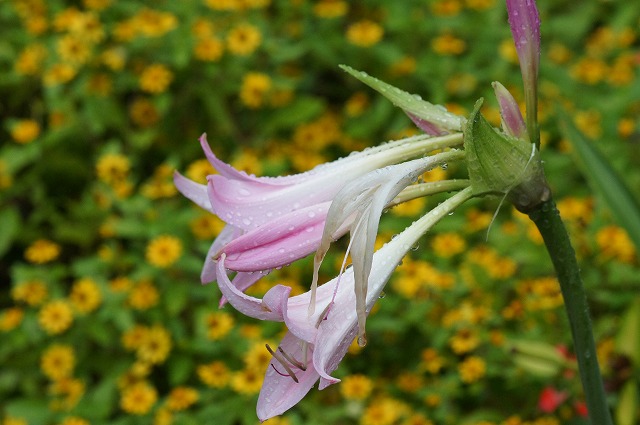 e0181373_20125750.jpg