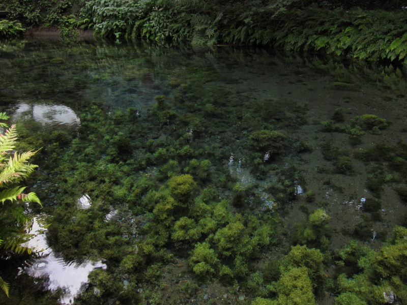 壮観な景色と自然に魅了された阿蘇(２日目②）:自然の恵みに乾杯！・白川水源－ブロンプトンと九州12日間⑪_e0138081_8475051.jpg