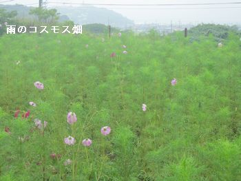 台風を前に_f0053885_18592498.jpg