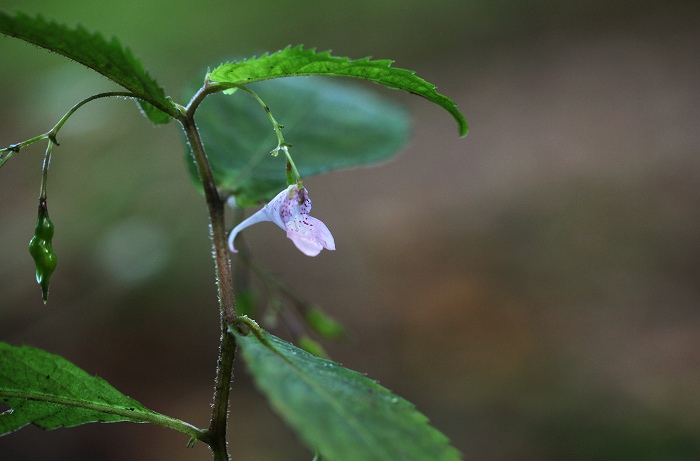 f0000789_8581195.jpg