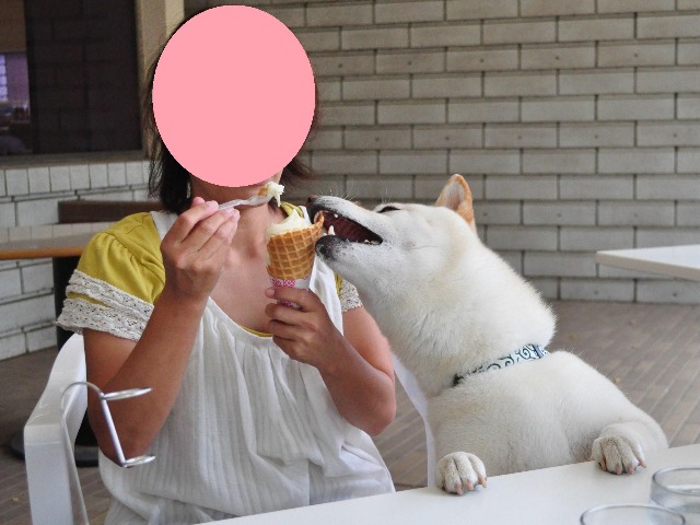 こてつ VS ソフトクリーム_a0126590_222329100.jpg