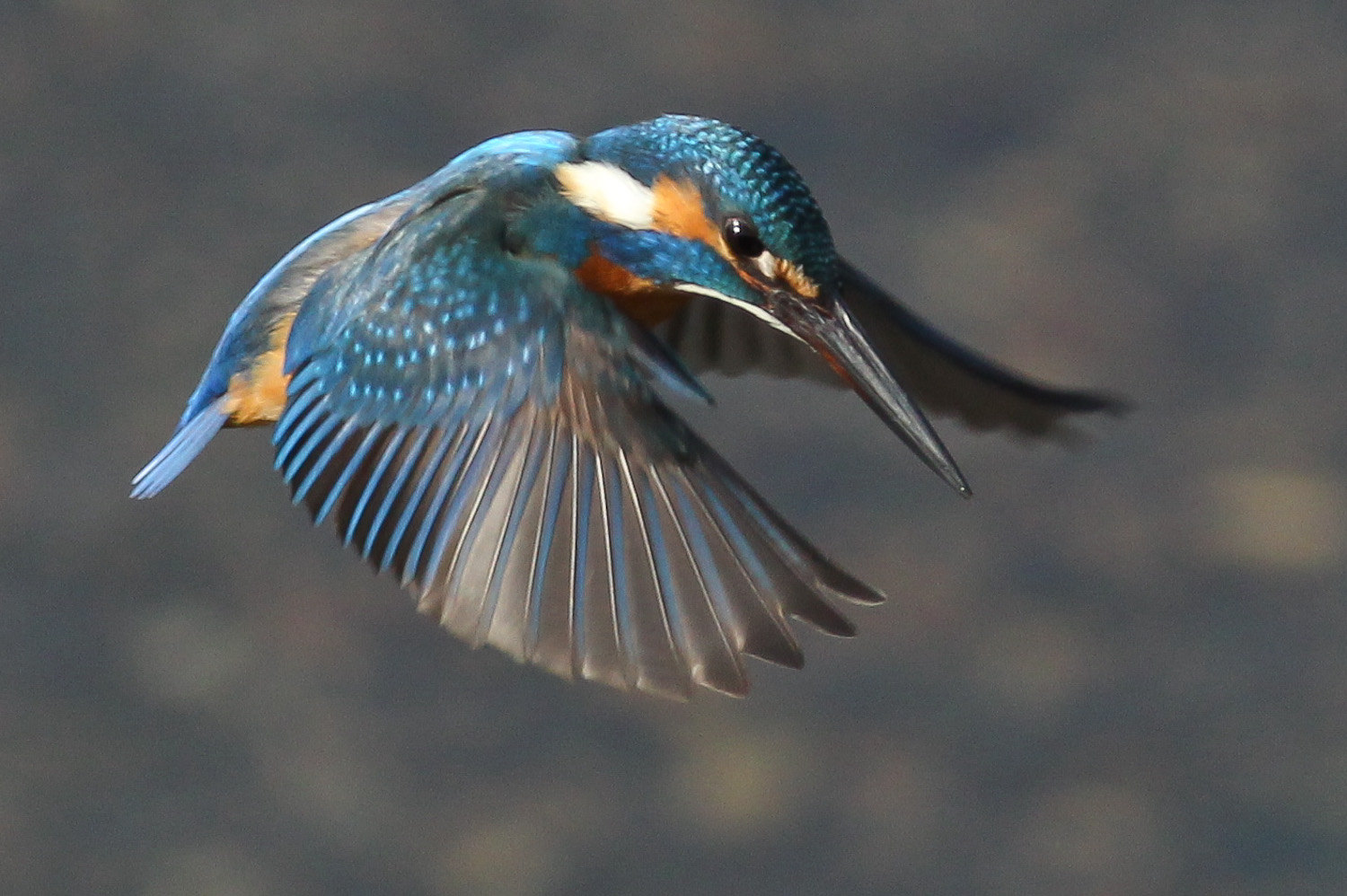 カワセミ在庫写真_d0212994_12221152.jpg