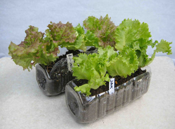 ペットボトルで野菜を作ろう Asobbow ペットボトルで野菜を作ろう Asobbow