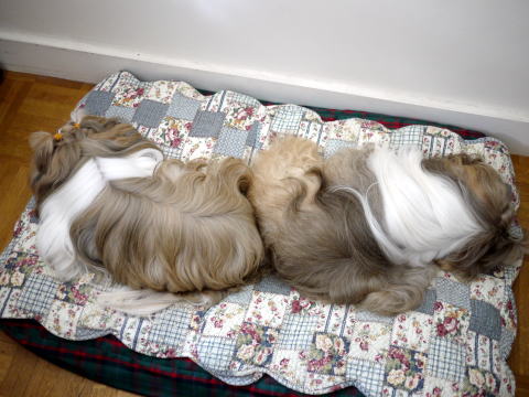 c0090198_4372418.jpg