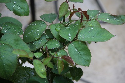 a0123003_8441628.jpg
