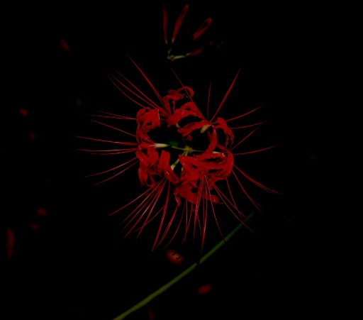 愁い-urei-_c0198903_12451686.jpg