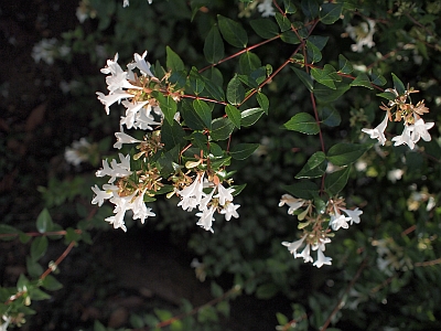 c0156908_8411243.jpg