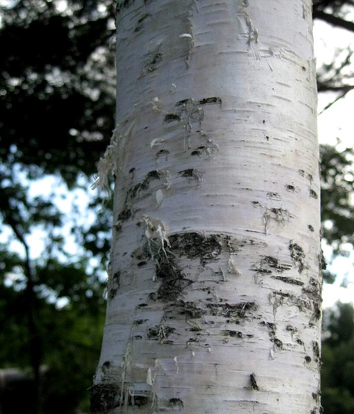 e0003910_1130636.jpg