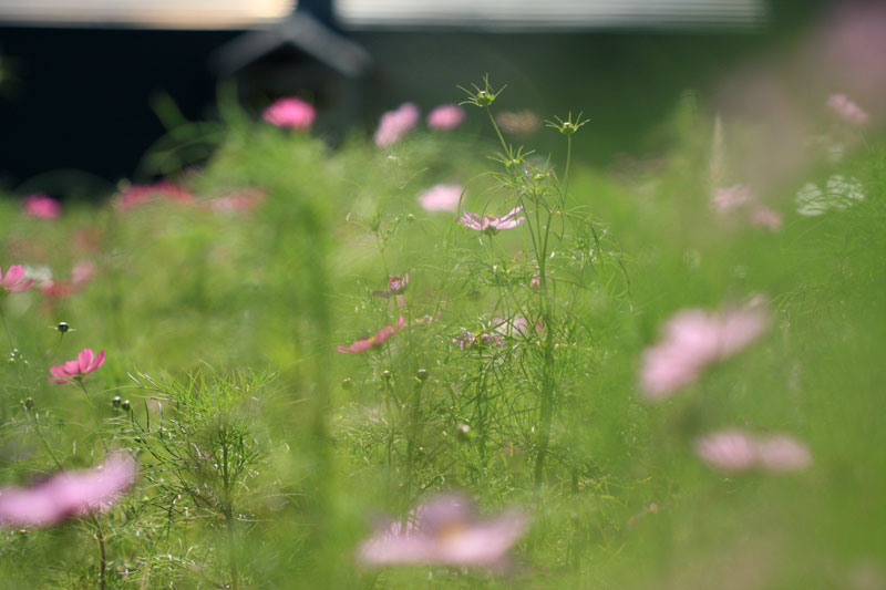 何気ない陽溜まりに揺れる花_e0235910_7321988.jpg