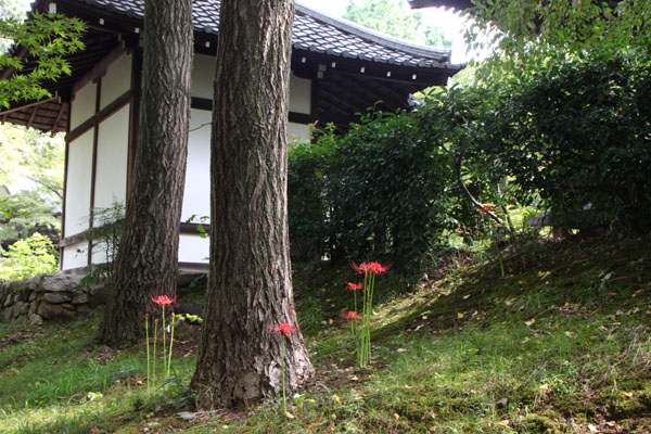 真如堂 彼岸花_e0048413_10113826.jpg