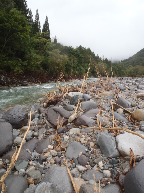 禁漁まじかの渓流釣行_a0236914_8365217.jpg