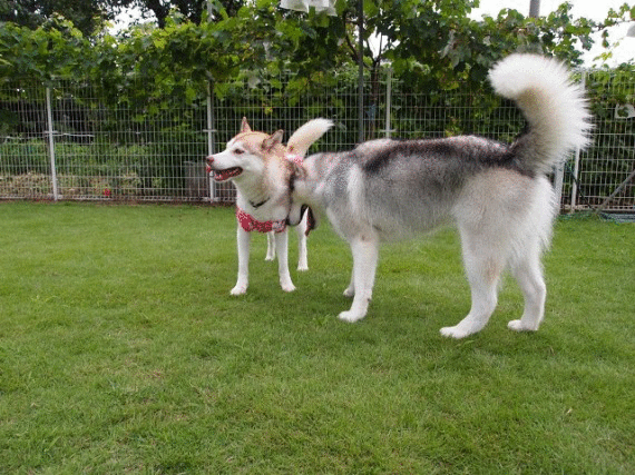 b0207615_22563633.gif