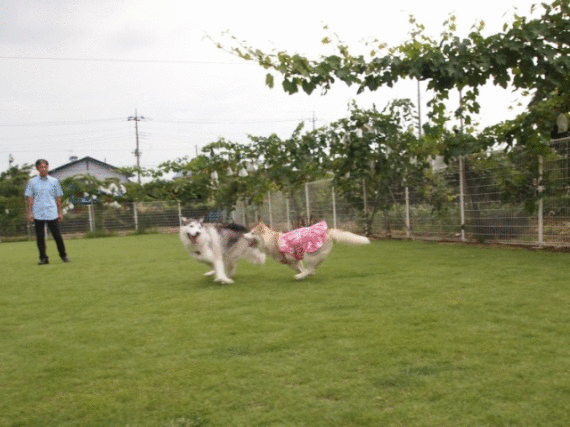 b0207615_22564242.gif