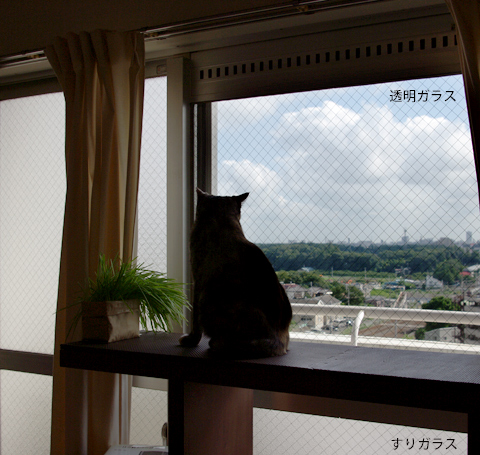 猫の室内飼いの工夫 透明ガラスと見張り台 賃貸ネコ暮らし 賃貸住宅でネコを室内飼いする工夫 猫の室内飼いの工夫 透明ガラスと見張り台 賃貸ネコ暮らし 賃貸住宅でネコを室内飼いする工夫
