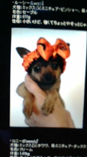 愛犬 ガクト