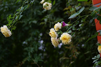 f0170524_1349193.jpg