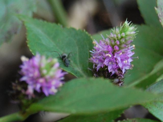 虎の尾鈴懸 トラノオスズカケ 花の仲間調べ 虎の尾鈴懸 トラノオスズカケ 花の仲間調べ