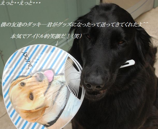 エリンギとトマトのフレッシュバジルのマリネ_d0104926_4332134.jpg