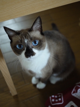 猫のお友だち たまくんsavaちゃんもんさんちゃんちょこちゃん編。_a0143140_21401738.jpg